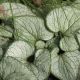 Brunera 'Silver Heart' - Brunnera Silver Heart